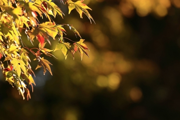 紅葉　安国寺.jpg